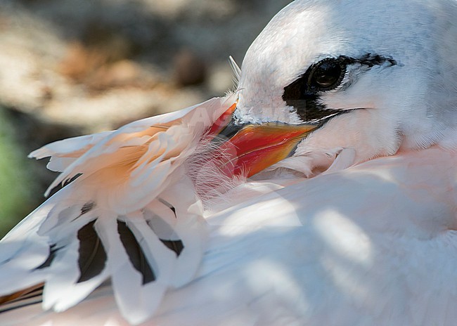 Red-tailed Tropicbird (Phaethon rubricauda) on Nosy Ve island off west coast of Madagascar. Adult sleeping. stock-image by Agami/Marc Guyt,