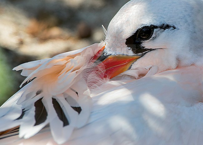 Red-tailed Tropicbird (Phaethon rubric) on Nosy Ve island off west coast of Madagascar. Adult sleeping. stock-image by Agami/Marc Guyt,