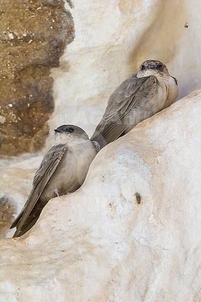 Pale Crag Martin (Ptyonoprogne obsoleta arabica), two individuals perched on a rock on Oman stock-image by Agami/Saverio Gatto,