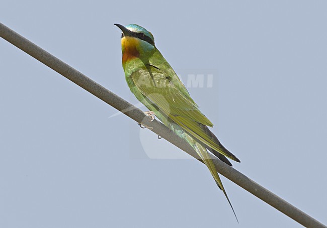 Groene bijeneter zittend Oman, Blue-cheeked Bee-eater perched Oman stock-image by Agami/Jari Peltomäki,