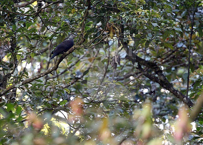Nilgiri Wood Pigeon (Columba elphinstonii) perched in tall tree in tropical forest near Munnar, Western Ghats, southern India. stock-image by Agami/James Eaton,