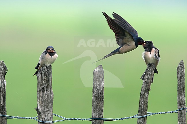 Juveniele Boerenzwaluw gevoerd door ouder Nederland, Juvenile Barn Swallow fed by parent Netherlands stock-image by Agami/Wil Leurs,