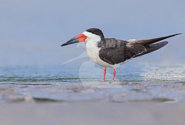 Black Skimmer (Rynchops niger) resting by the water edge in El Salvador stock-image by Agami/Dubi Shapiro,