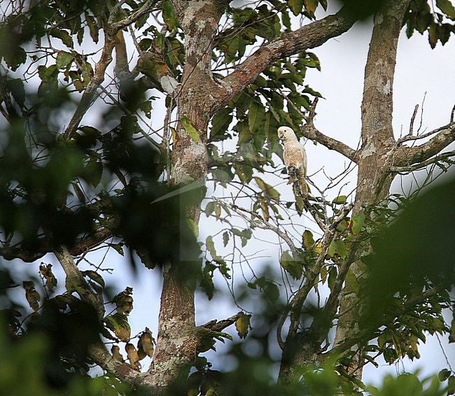 Tanimbar Corella (Cacatua goffiniana), also known as Goffin's cockatoo or Goffin's corella. This species is near threatened due to deforestation and bird trade. stock-image by Agami/James Eaton,