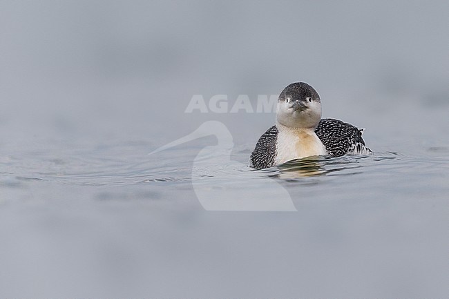 Volwassen Roodkeelduiker in winterkleed; Adult winter Red-throated Diver stock-image by Agami/Daniele Occhiato,