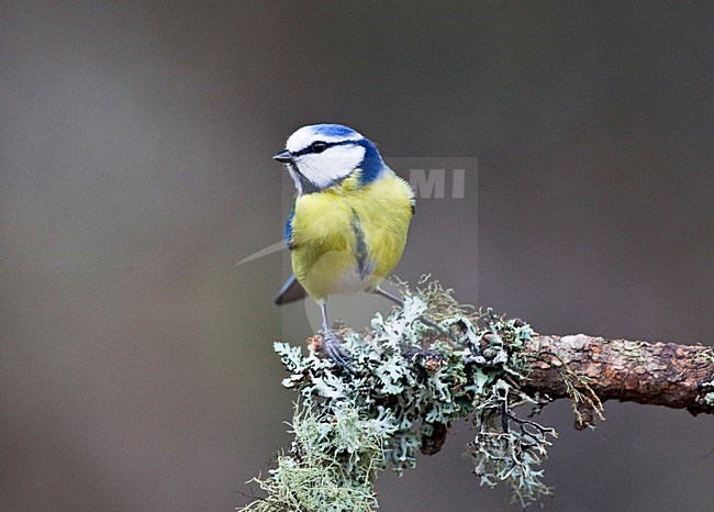 Pimpelmees op tak; Blue Tit on branch stock-image by Agami/Roy de Haas,