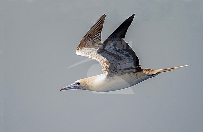 Red-footed Booby (Sula sula) is becoming more regular at Cape Verde since better protection of the Brown Booby colonies. stock-image by Agami/Eduard Sangster,
