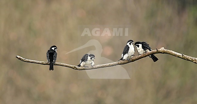 A family of Pied Falconets in China. stock-image by Agami/Eduard Sangster,