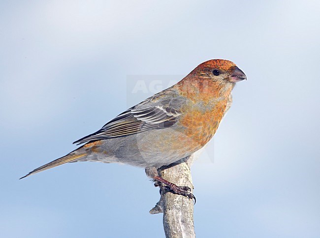 Vrouwtje of onvolwassen Haakbek zittend op een tak; Female type Pine Grosbeak perched on branch stock-image by Agami/Markus Varesvuo,