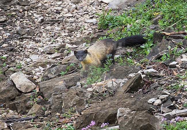 Yellow-throated marten (Martes flavigula) running over rocks stock-image by Agami/Pete Morris,