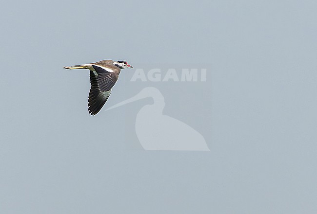 Immature Red-wattled Lapwing (Vanellus indicus) in India. stock-image by Agami/Marc Guyt,