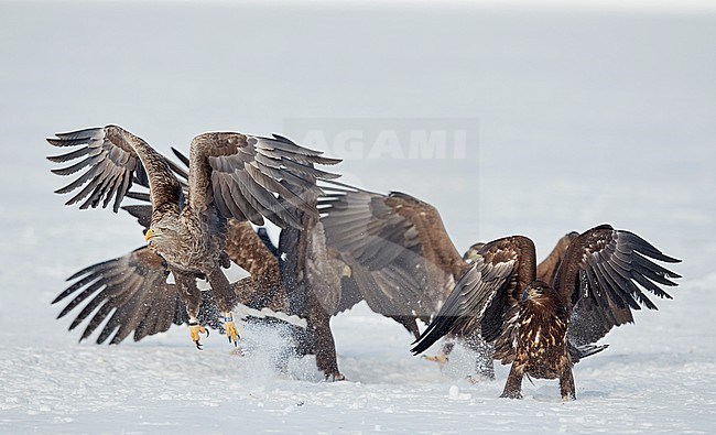 White-tailed Eagles (Haliaetus albicilla) at Lokka Finland. Several birds taking of from the ground. stock-image by Agami/Markus Varesvuo,