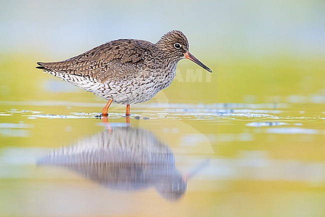 Common Redshank (Tringa totanus), side view of an adult standing in the water, Campania, Italy stock-image by Agami/Saverio Gatto,