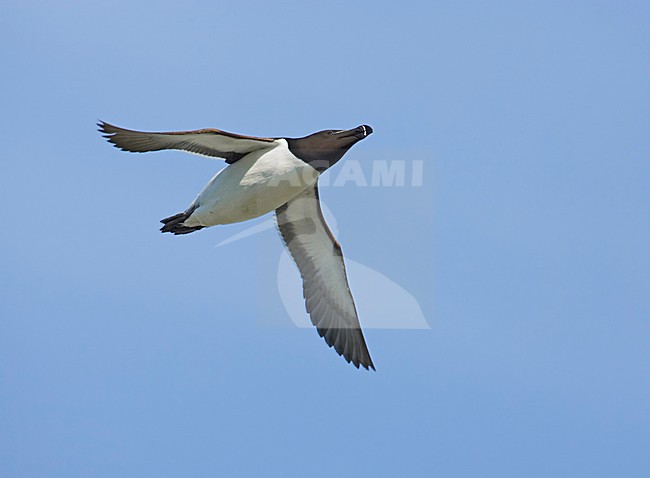 Alk in vlucht; Razorbill in flight stock-image by Agami/Markus Varesvuo,