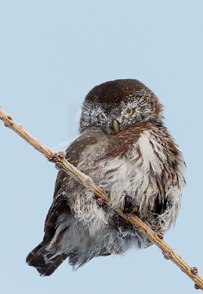 Dwerguil; Eurasian Pygmy Owl stock-image by Agami/Markus Varesvuo,
