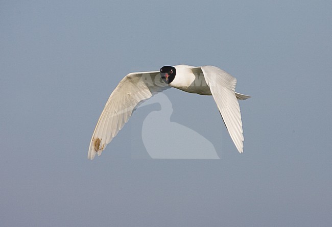 Mediterranean Gull adult flying; Zwartkopmeeuw volwassen vliegend stock-image by Agami/Marc Guyt,