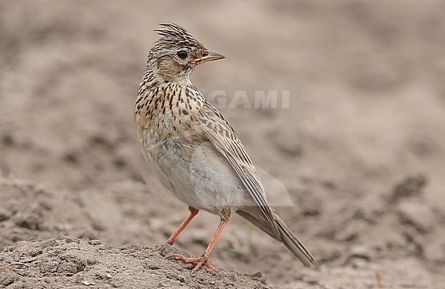 Eurasian Skylark (Alauda arvensis), adult male standing, seen from the side. stock-image by Agami/Fred Visscher,