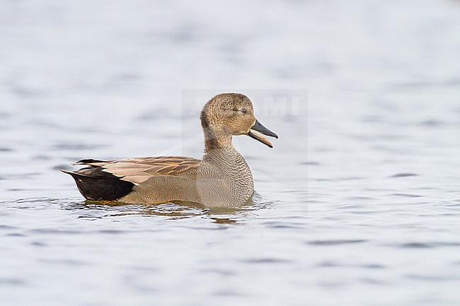 Krakeend; Gadwall; Anas strepera wintering ducks on lake during frost period. Male calling. stock-image by Agami/Menno van Duijn,
