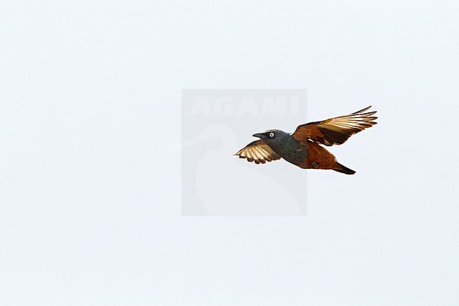 Chestnut-bellied Starling, Lamprotornis pulcher, in the Gambia. stock-image by Agami/Harvey van Diek,