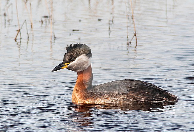 Red-necked Grebe in summer plumage stock-image by Agami/Arend Wassink,