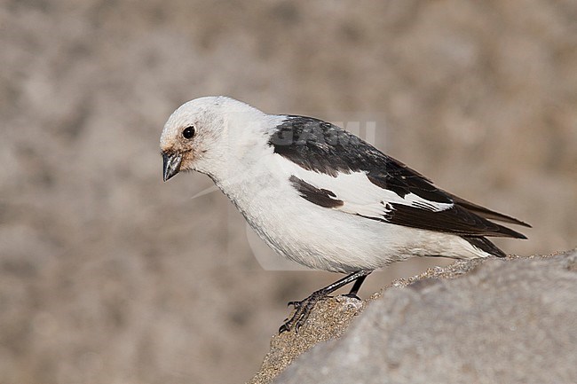 Snow Bunting - Schneeammer - Plectrophenax nivalis ssp. insulae, Iceland, adult male stock-image by Agami/Ralph Martin,