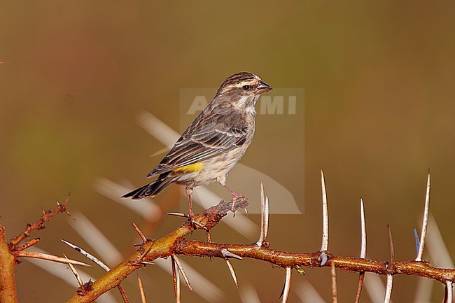 Reichenow’s Seedeater (Crithagra reichenowi) perched on a thorny acacia branch in scrub in Ethiopia stock-image by Agami/Andy & Gill Swash ,