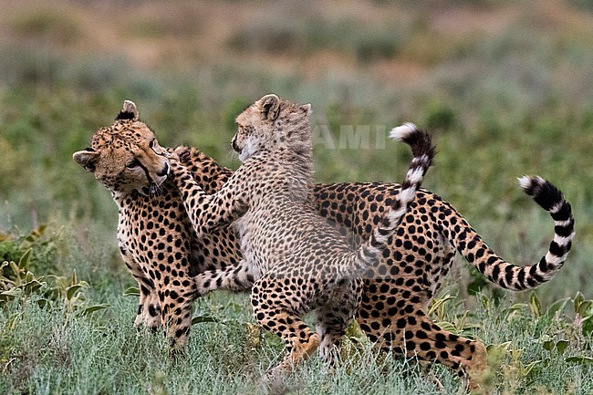 A cheetah, Acinonyx jubatus, mother and cub playing. Ndutu, Ngorongoro Conservation Area, Tanzania stock-image by Agami/Sergio Pitamitz,