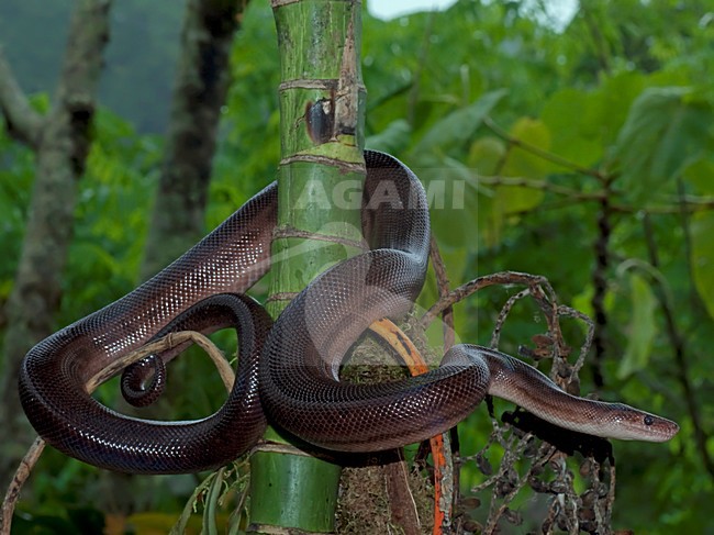 Regenboogboa, Rainbow boa stock-image by Agami/Alex Vargas,