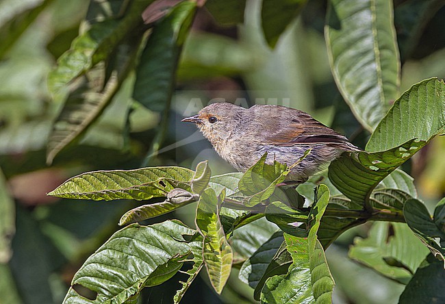 Green Warbler Finch, Certhidea olivacea, on the Galapagos Islands, part of the Republic of Ecuador. stock-image by Agami/Pete Morris,