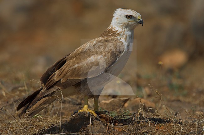 Juveniele Arendbuizerd in zit; Juvenile Long-legged Buzzard perched stock-image by Agami/Daniele Occhiato,