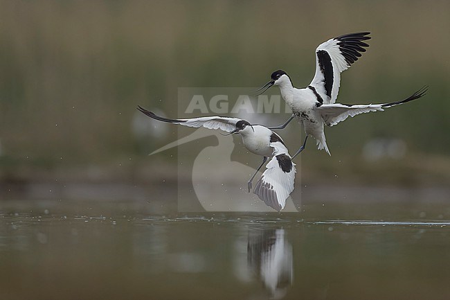  stock-image by Agami/Han Bouwmeester,
