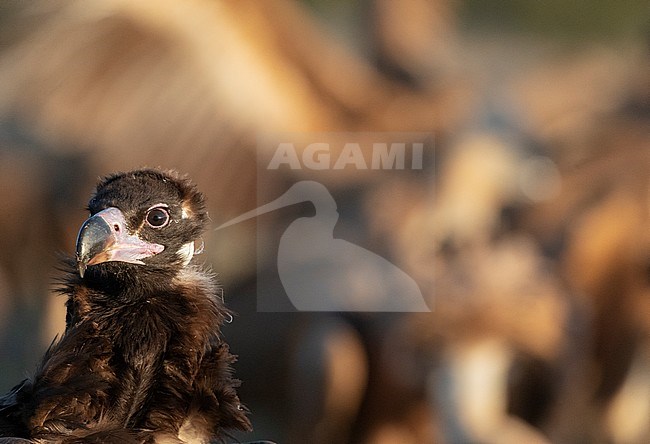 The head of an dult Cinereous Vulture (Aegypius monachus) in the Extremadura in Spain. Several other vultures fighting for food in the background. stock-image by Agami/Marc Guyt,