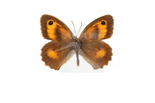 Gatekeeper, Oranje zandoogje, Pyronia tithonus stock-image by Agami/Wil Leurs,