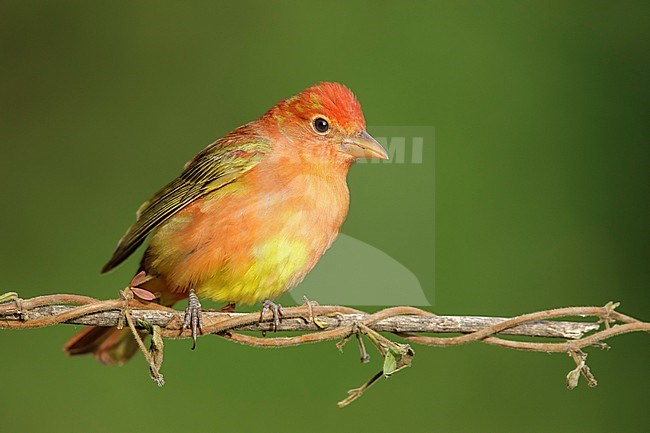 Second calendar year male Summer Tanager (Piranga rubra)  perched on a branch in Galveston County, Texas, United States, during spring migration. stock-image by Agami/Brian E Small,