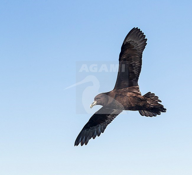 White-chinned Petrel, Procellaria aequinoctialis steadi, off the coast of New Zealand. stock-image by Agami/Marc Guyt,
