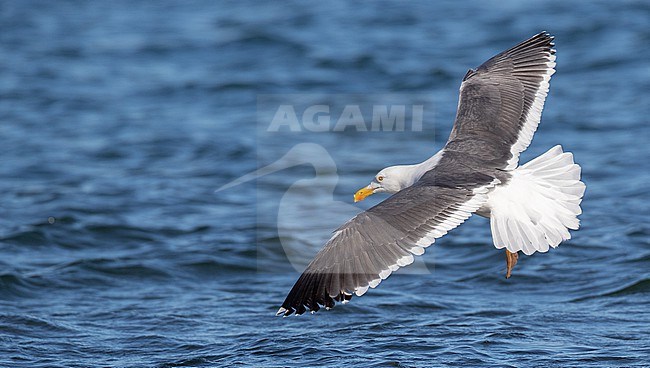 Yellow-footed Gull (Larus livens) adult in flight stock-image by Agami/Ian Davies,