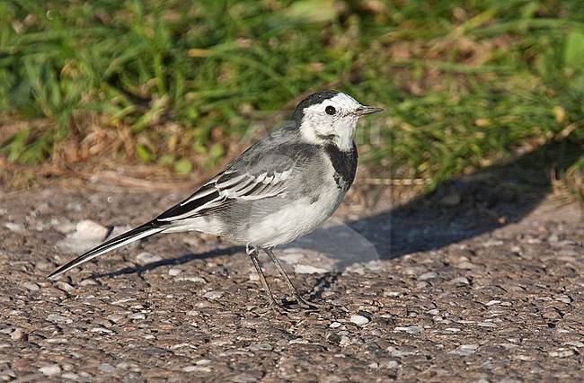 Pied Wagtail (Motacilla alba ssp. yarrellii) perched stock-image by Agami/Andy & Gill Swash ,