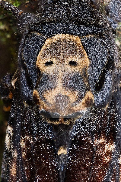 Acherontia atropos - Deaths-head Hawk Moth - Totenkopfschwärmer, Germany, imago stock-image by Agami/Ralph Martin,