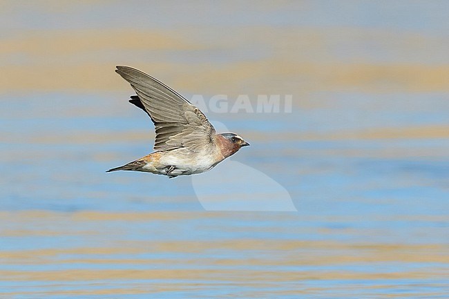 American Cliff Swallow (Petrochelidon pyrrhonota) in flight, low over water surface in North America. stock-image by Agami/Brian E Small,