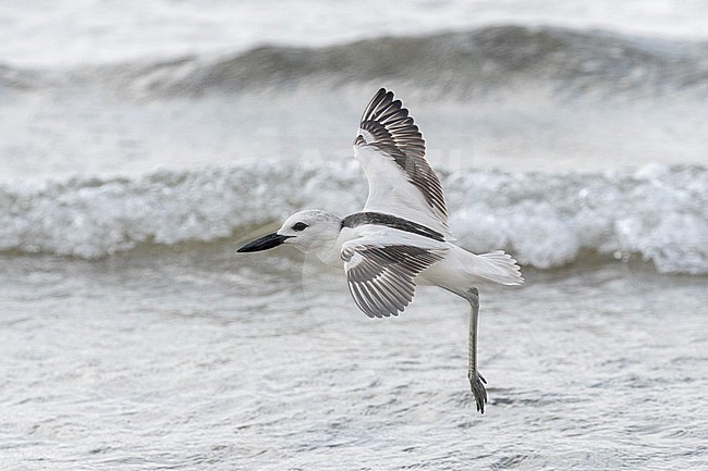 Crab Plover (Dromas ardeola) in flight over the water in Mogadishu, Somalia. stock-image by Agami/David Monticelli,