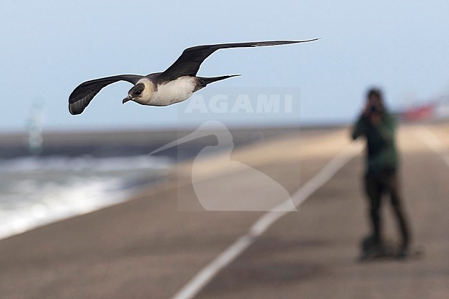 An adult Parasitic Jaeger is seen flying against over the dike at Den Helder with another photographer in the background. stock-image by Agami/Jacob Garvelink,