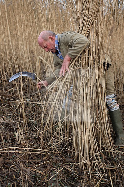 Rietsnijder, Reedcutter stock-image by Agami/Jacques van der Neut,