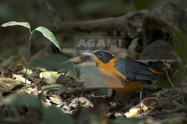 Snowy-crowned Robin-Chat (Cossypha niveicapilla), adult bird on ground in Abuko Nature Reserve, Gambia. stock-image by Agami/Kari Eischer,