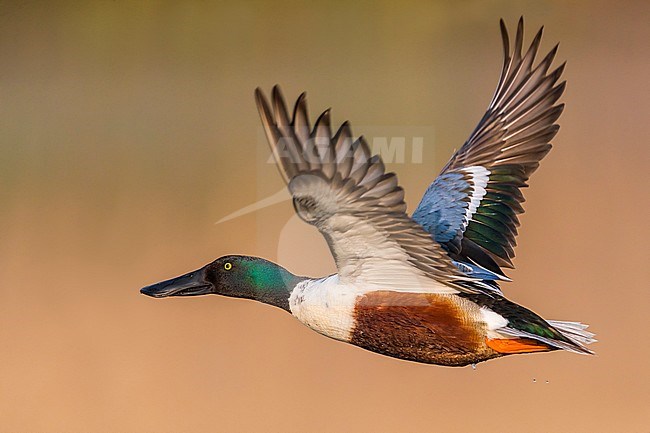 Vliegend mannetje Slobeend; Northern Shoveler male in flight stock-image by Agami/Daniele Occhiato,