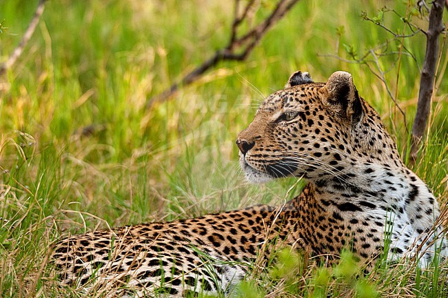 A leopard, panthera pardus, resting in the grass. Khwai Concession, Okavango Delta, Botswana. stock-image by Agami/Sergio Pitamitz,