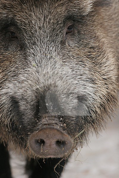 Wild Zwijn close-up; Wild Boar close up stock-image by Agami/Menno van Duijn,