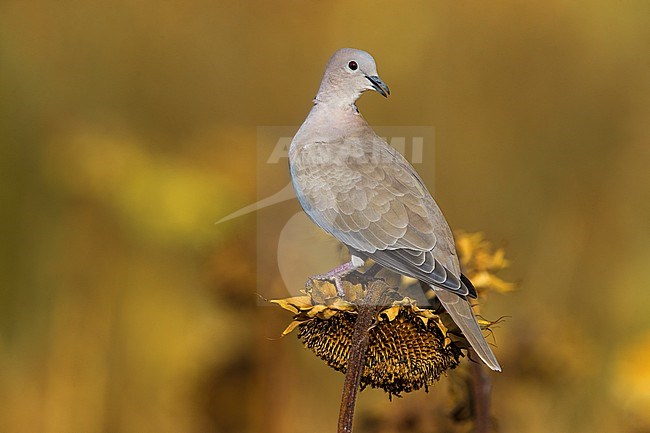 Collared Dove, Streptopelia decaocto, in Italy. stock-image by Agami/Daniele Occhiato,
