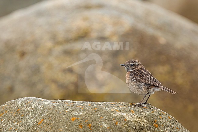 Female European Stonechat (Saxicola rubicola) sitting on rock, with a yellowish and grey background. stock-image by Agami/Sylvain Reyt,