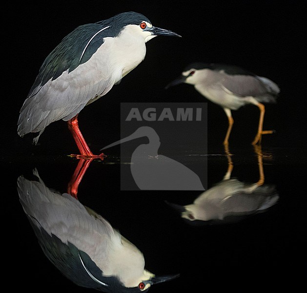 Black-crowned Night Herons (Nycticorax nycticorax) standing in water during the night. One walking in the background. stock-image by Agami/Marc Guyt,
