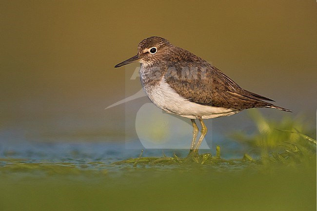 Common Sandpiper, Actitis hypoleucos, during migration in Italy. stock-image by Agami/Daniele Occhiato,